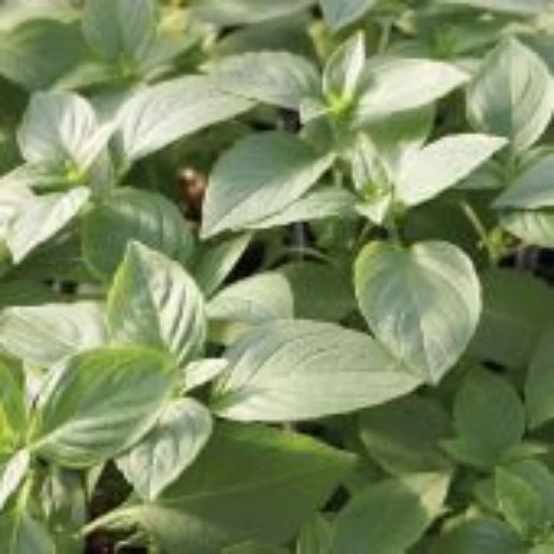 Mrs Burn's Lemon Basil HB114-100